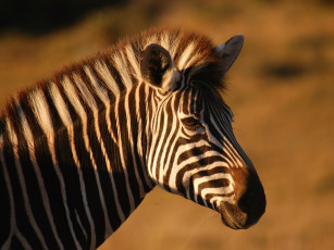 Картинка животные зебры