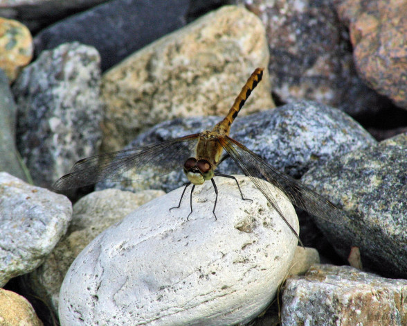 Обои картинки фото животные, стрекозы