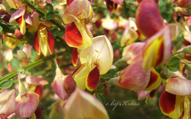 Обои картинки фото цветы