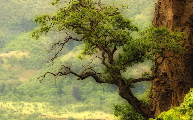 Обои картинки фото природа, деревья