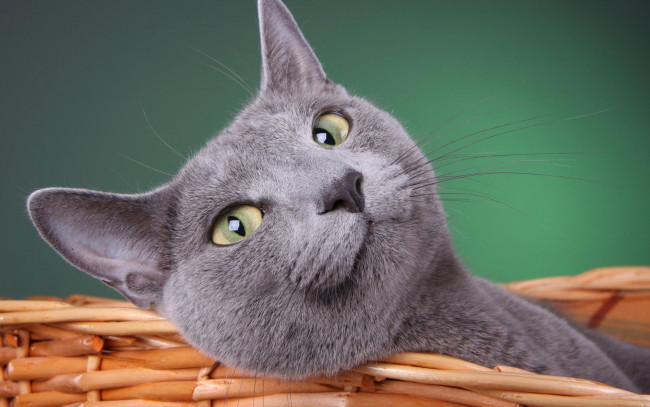 Обои картинки фото животные, коты