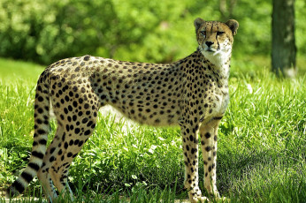 Картинка животные гепарды настороженный пятнистый хищник