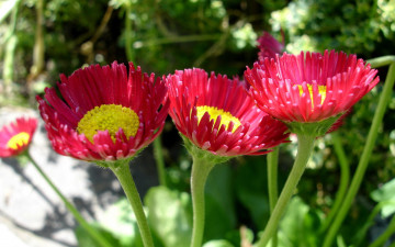 Картинка маргаритки цветы зеленый желтый красный
