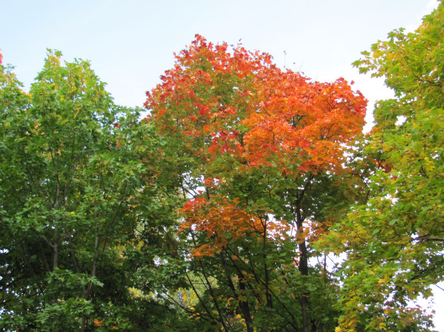 Обои картинки фото природа, деревья, осень