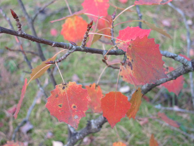 Обои картинки фото природа, листья, ветка, осень