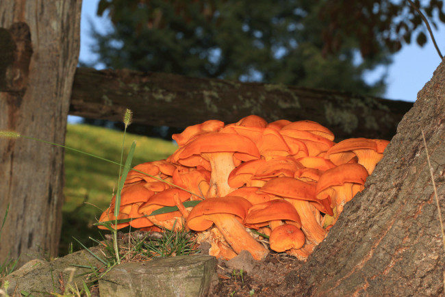 Обои картинки фото природа, грибы, трава, дерево