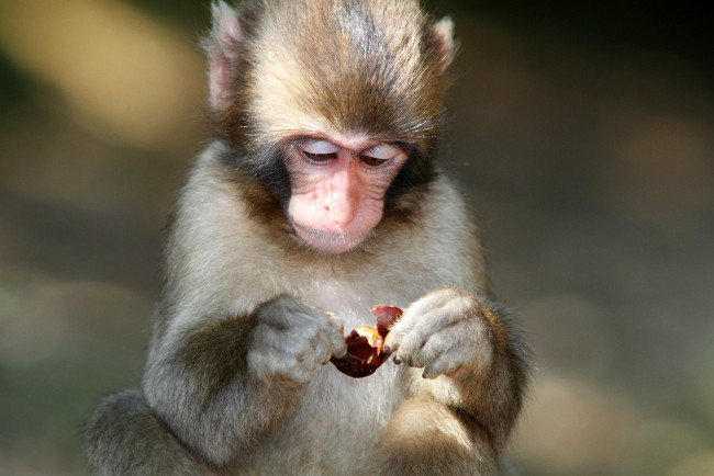 Обои картинки фото животные, обезьяны, каштан, мартышка