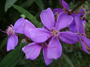 Картинка цветы бутон