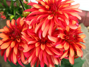 Картинка цветы георгины