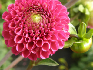 Картинка цветы георгины