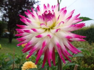 Картинка цветы георгины