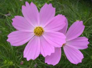 Картинка цветы космея бутон