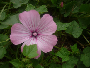 Картинка цветы лаватера бутон