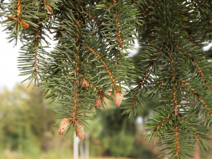 Картинка осень природа макро деревья