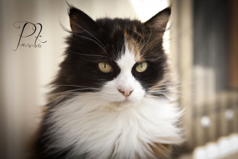 Картинка животные коты пятна шерсть усы