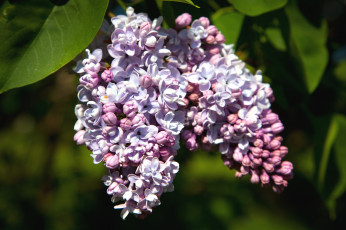 Картинка цветы сирень гроздь