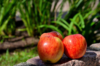 Картинка еда Яблоки спелый красный