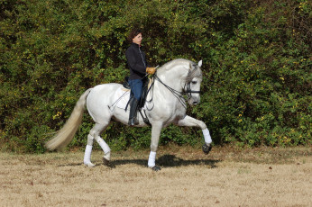 Картинка morning exercises животные лошади выездка всадник конь