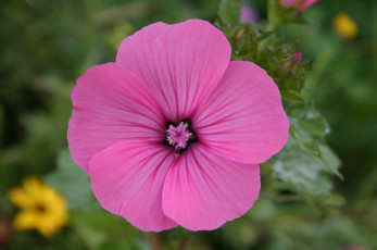 Картинка цветы лаватера бутон