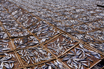 Картинка еда рыба морепродукты суши роллы