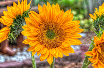 Картинка цветы подсолнухи желтый лепестки