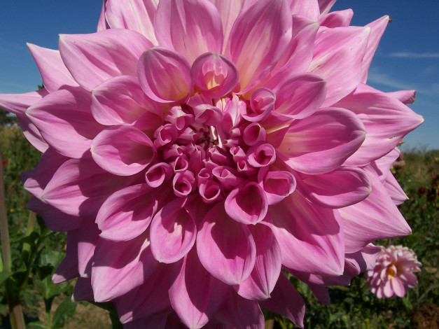 Обои картинки фото цветы, георгины