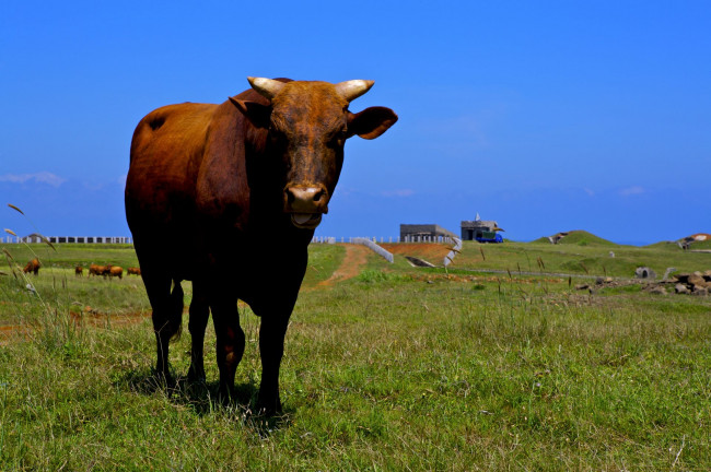 Обои картинки фото животные, коровы, буйволы, корова