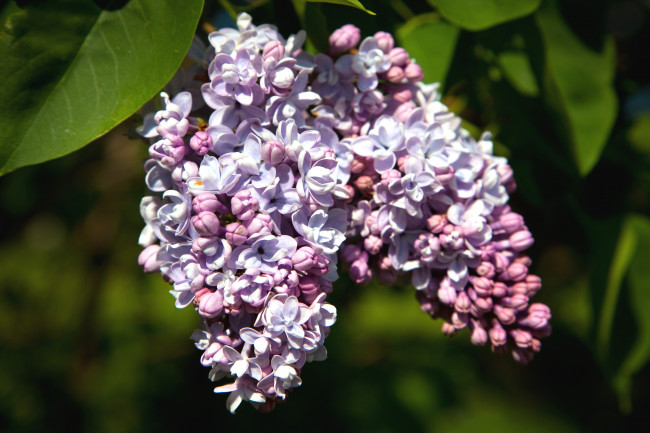 Обои картинки фото цветы, сирень, гроздь