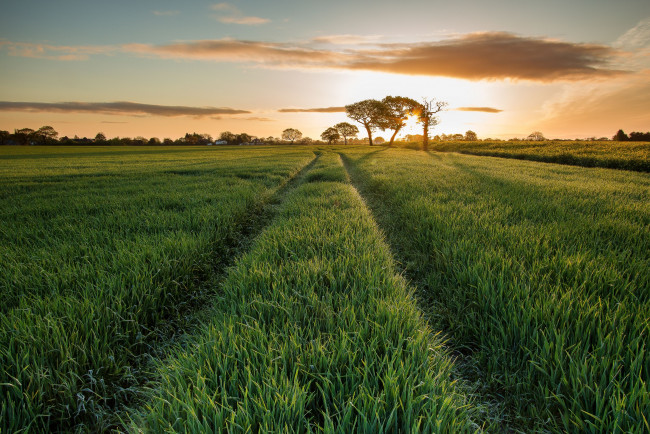 Обои картинки фото природа, поля, пейзаж, утро, восход