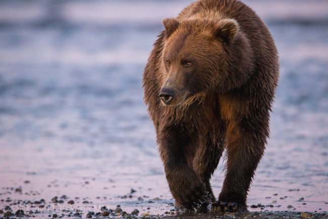 Обои картинки фото животные, медведи, бурый, побережье, прогулка