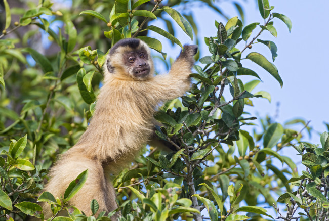 Обои картинки фото животные, обезьяны, дерево, ветки, капуцин, ухмылка
