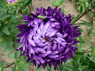 Картинка астра цветы астры