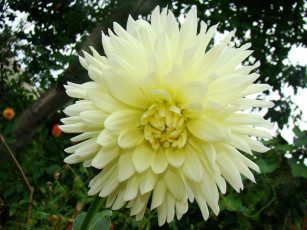 Картинка георгин цветы георгины