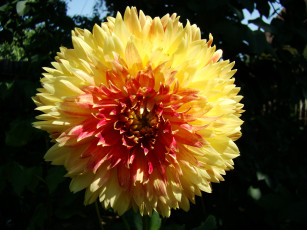 Картинка георгин цветы георгины