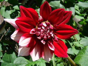 Картинка георгин цветы георгины