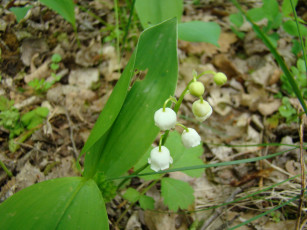 Картинка ландыш цветы ландыши