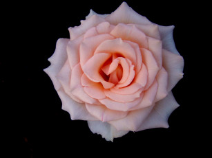 Картинка роза цветы розы