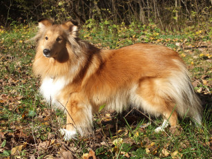 Картинка шелти животные собаки собака