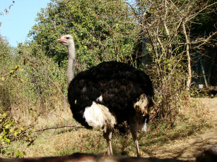 Картинка страус животные страусы