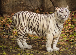 Картинка животные тигры белый