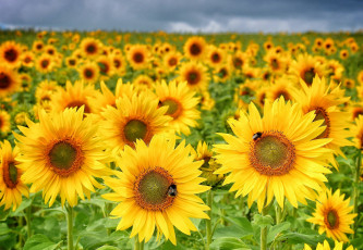 Картинка цветы подсолнухи шмели поле