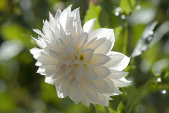 Картинка цветы георгины белый