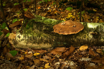 Картинка природа грибы лес