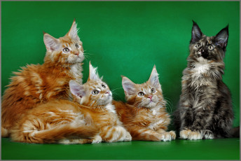 Картинка животные коты мейн-кун