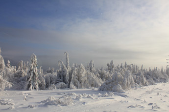 Картинка природа зима снег деревья