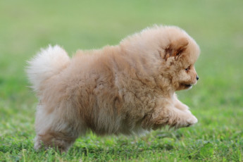 Картинка животные собаки шпиц