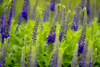 Картинка цветы немофилы вероники шмель вероника колосковая