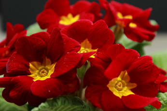 Картинка цветы примулы макро