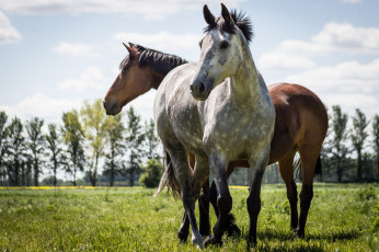 Картинка животные лошади пара