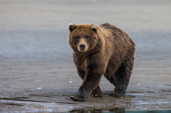 Картинка животные медведи бурый